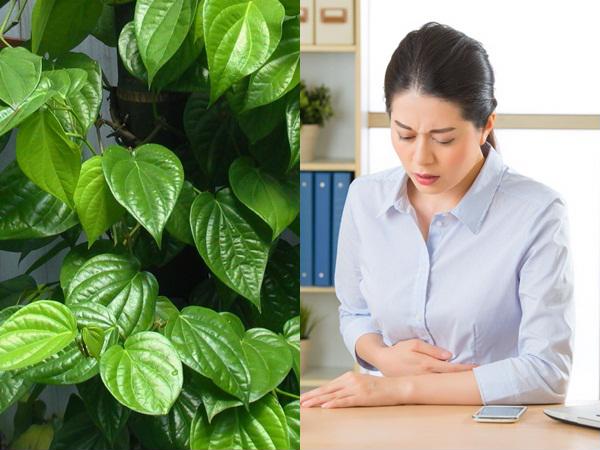 Trầu không có tác dụng cữa bệnh đau dạ dày
